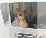 Small Chihuahua Mix