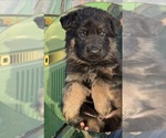 Puppy Brown Collar German Shepherd Dog