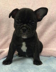 French Bulldog Puppy for sale in CHARLESTON, SC, USA