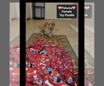 Small #1 Poodle (Toy)