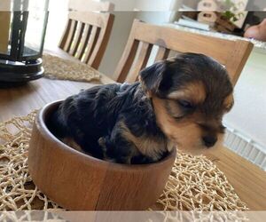 Morkie-Yorkshire Terrier Mix Puppy for sale in CAPE CORAL, FL, USA