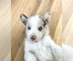 Puppy Otis Australian Shepherd-Siberian Husky Mix