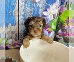 Small #7 Morkie