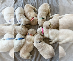 Golden Retriever Puppy for sale in BROAD BROOK, CT, USA