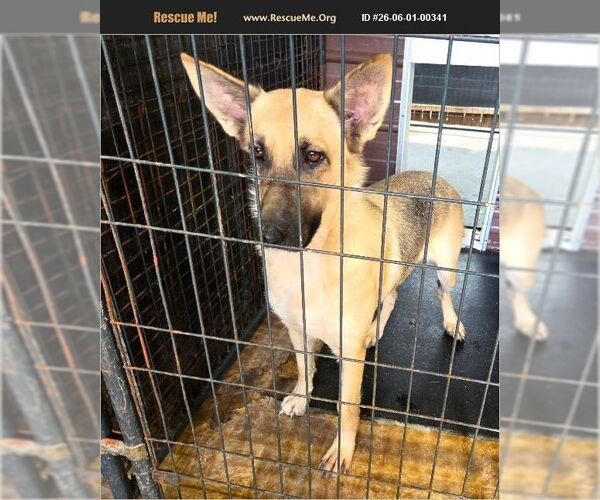 Medium Photo #1 German Shepherd Dog Puppy For Sale in Benton, PA, USA