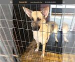 Small German Shepherd Dog