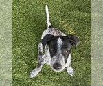 Small #2 Border Collie-German Shorthaired Pointer Mix