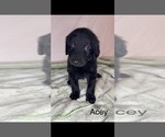 Small #1 Labradoodle