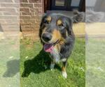 Small #1 Australian Shepherd Mix