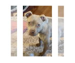 Small #2 American Staffordshire Terrier