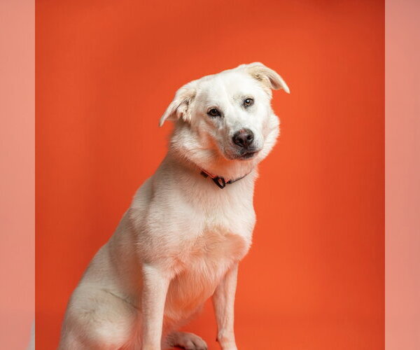 Medium Photo #1 Great Pyrenees-Unknown Mix Puppy For Sale in Rowlett, TX, USA