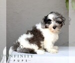 Small #3 ShihPoo