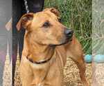Small #5 Black Mouth Cur Mix