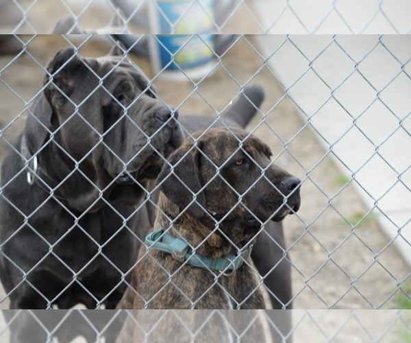 Medium Photo #6 Cane Corso Puppy For Sale in SAN BERNARDINO, CA, USA