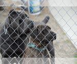 Small Photo #6 Cane Corso Puppy For Sale in SAN BERNARDINO, CA, USA
