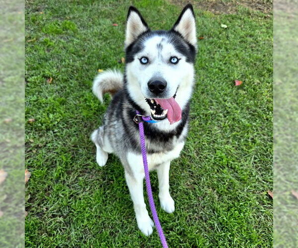 Medium Photo #1 Siberian Husky Puppy For Sale in Long Beach, CA, USA