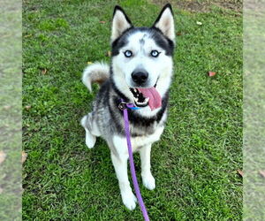 Siberian Husky Dogs for adoption in Long Beach, CA, USA