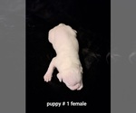 Small Photo #3 American Bulldog Puppy For Sale in INDEPENDENCE, MO, USA