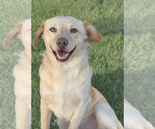 Medium Photo #1 Beagle-Unknown Mix Puppy For Sale in Newport Beach, CA, USA