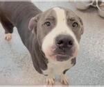 Small #1 American Bulldog