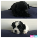 Small Photo #1 Shih Tzu Puppy For Sale in SOUTH AMBOY, NJ, USA