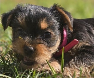 Medium Yorkshire Terrier