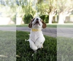 Small #2 Cavapoo