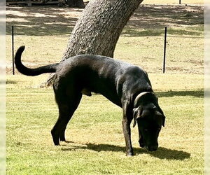 Levi - Male Chocolate Labrador retriever-Labrador Retriever Mix Dog for Adoption - Photo #15