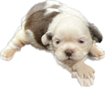 Puppy 1 Shih Tzu