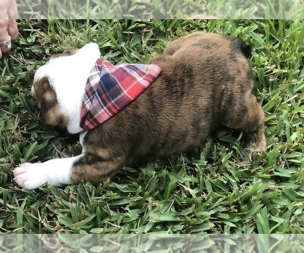 Medium Photo #6 English Bulldog Puppy For Sale in SPRING HILL, FL, USA