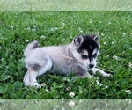 Small Photo #18 Alaskan Klee Kai Puppy For Sale in WINCHESTER, OH, USA