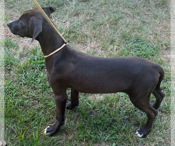 Medium Photo #2 Labrador Retriever Puppy For Sale in Tarboro, NC, USA