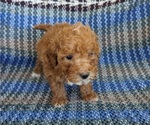 Puppy 5 Poodle (Miniature)