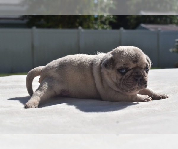 Medium Photo #5 Pug Puppy For Sale in PALM COAST, FL, USA