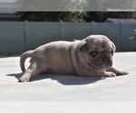 Maple - Female Pug Puppy for Sale - Photo #5
