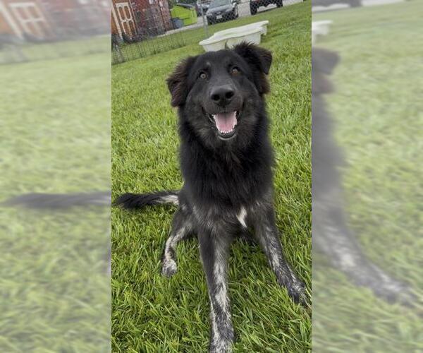 Medium Photo #2 German Shepherd Dog-Unknown Mix Puppy For Sale in Rosenberg, TX, USA