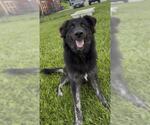 Small #1 German Shepherd Dog Mix