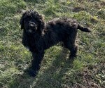 Puppy Orange Poodle (Standard)