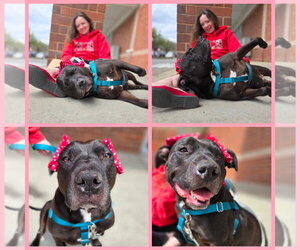 Chyna - - Female American Pit Bull Terrier-American Staffordshire Terrier Mix Dog for Adoption - Photo #12