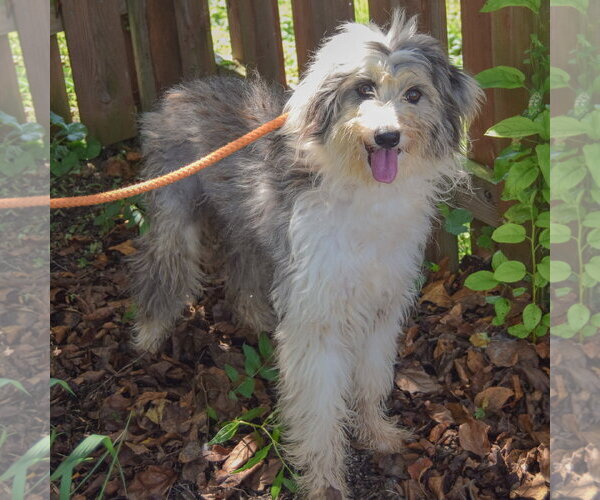 Medium Photo #2 Australian Shepherd-Unknown Mix Puppy For Sale in Huntley, IL, USA