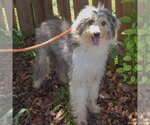 Small #1 Australian Shepherd Mix