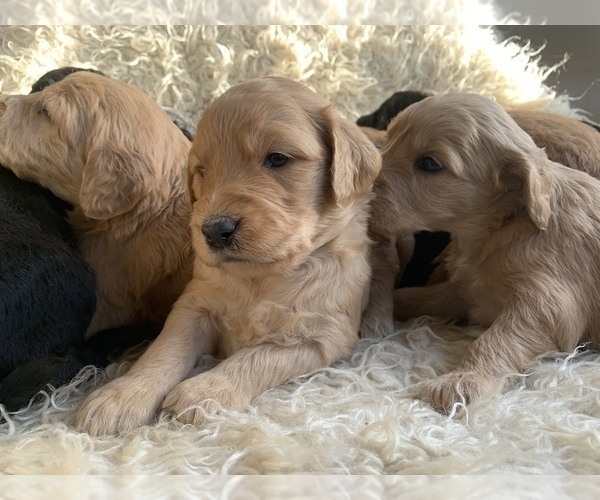 Medium Photo #2 Goldendoodle Puppy For Sale in PAGOSA SPRINGS, CO, USA