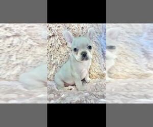 French Bulldog Puppy for sale in HUDSON, CO, USA