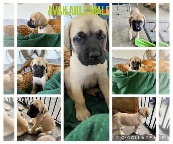 Medium Photo #1 Mastiff Puppy For Sale in BRUCETON MILLS, WV, USA