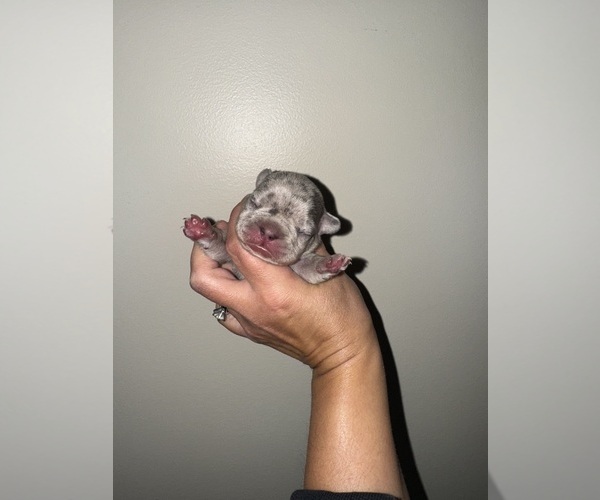 Medium Photo #26 French Bulldog Puppy For Sale in HILTON, NY, USA