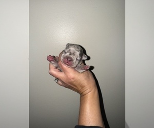 Medium French Bulldog