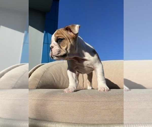 Medium Photo #5 English Bulldog Puppy For Sale in SANTA ANA, CA, USA