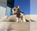 Small Photo #5 English Bulldog Puppy For Sale in SANTA ANA, CA, USA