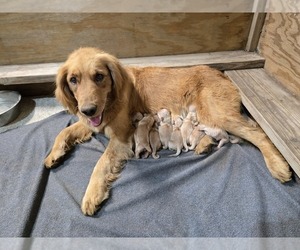 Golden Retriever Puppy for Sale in PRINCEVILLE, Illinois USA