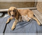 Small Golden Retriever